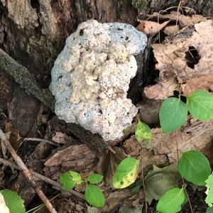 Black-staining Polypore