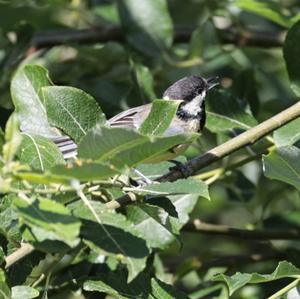 Great Tit