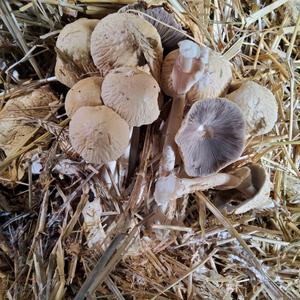 Horse Mushroom