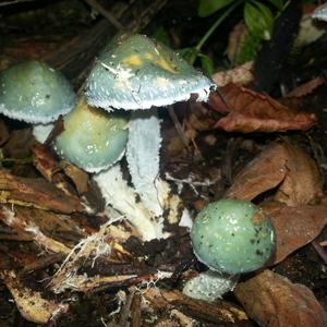 Green Stropharia