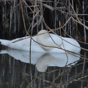 Mute Swan