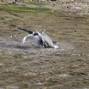 White Wagtail