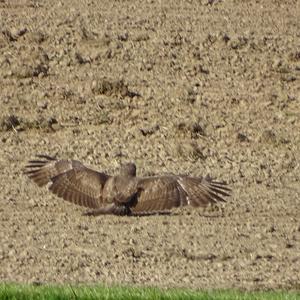 Common Buzzard