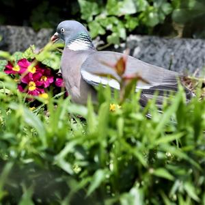 Common Wood-pigeon