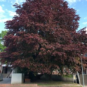 Beech (European)