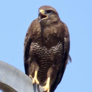 Common Buzzard