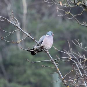 Stock Dove