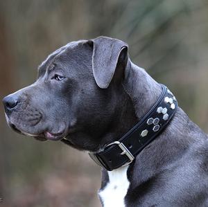 American Staffordshire Terrier