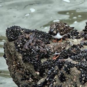 Ruddy Turnstone