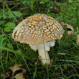 Fly Agaric