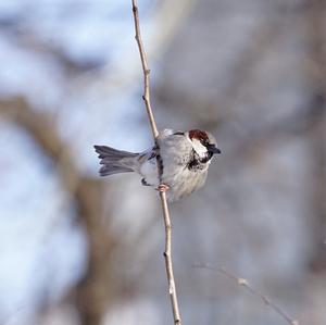 House Sparrow