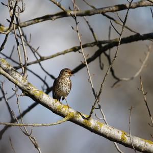 Song Thrush