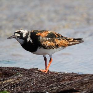 Ruddy Turnstone