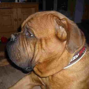 Dogue de Bordeaux