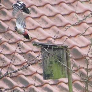 Great Spotted Woodpecker