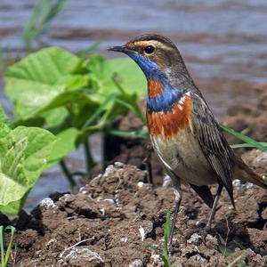 Blaukehlchen