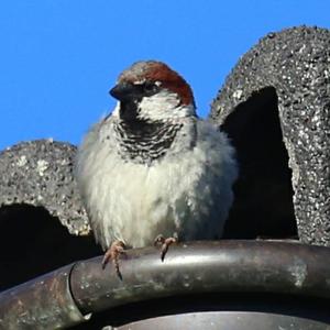 House Sparrow