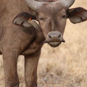 Red-billed Oxpecker