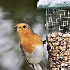 European Robin