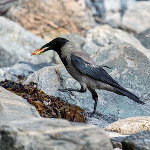 Hooded Crow