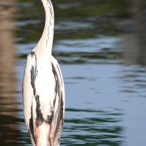 Grey Heron