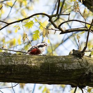 Great Spotted Woodpecker