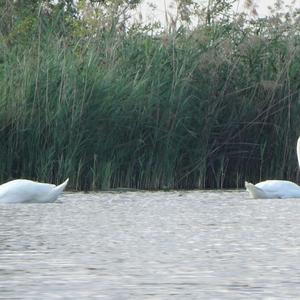 Höckerschwan