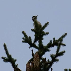 Great Spotted Woodpecker