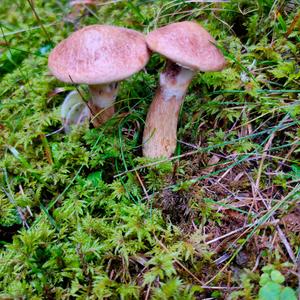 Grey Larch Bolete