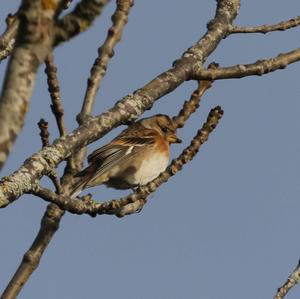 Brambling