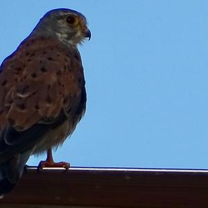 Common Kestrel