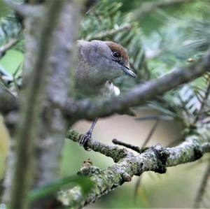 Eurasian Blackbird