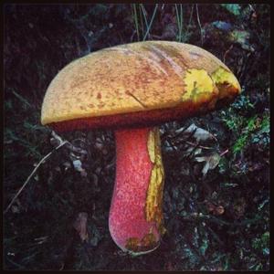 Dotted-stem Bolete