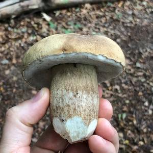 Summer Bolete