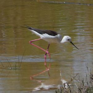 Black-winged Stilt