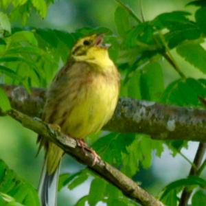 Yellowhammer