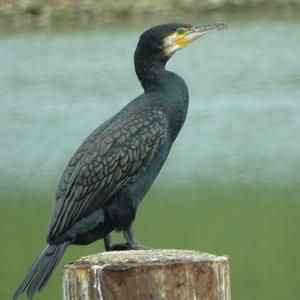 Great Cormorant