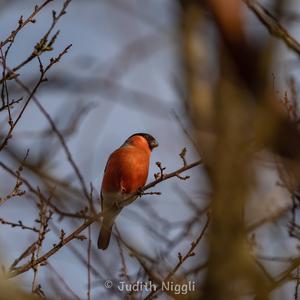 Eurasian Bullfinch