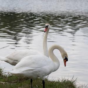 Mute Swan