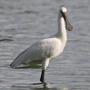 Eurasian Spoonbill