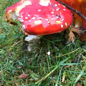 Fly Agaric