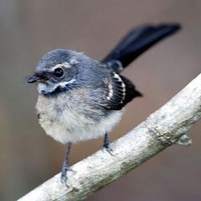 Grey Fantail