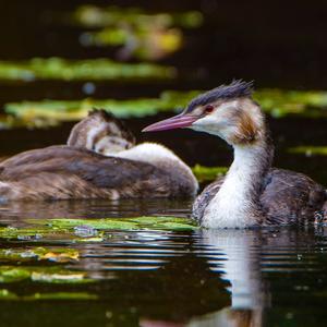 Great Crested Grebe