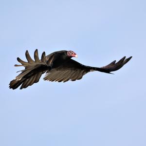 Turkey Vulture