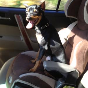 Miniature Pinscher