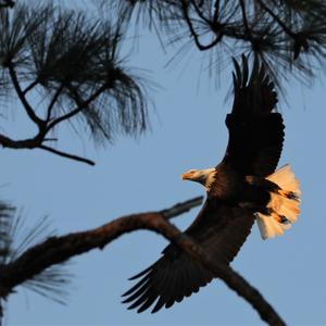 Weißkopfseeadler