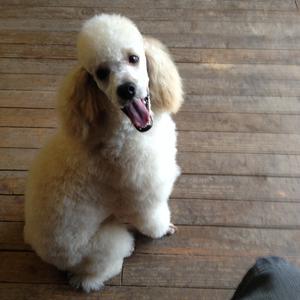 Poodle (Miniature)