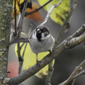 Eurasian Tree Sparrow