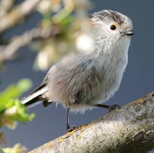 Long-tailed Tit