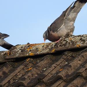 Common Wood-pigeon